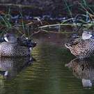 Sarcelle à ailes bleues