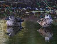 Sarcelle à ailes bleues