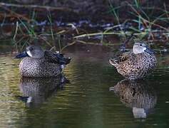 Blue-winged Teal