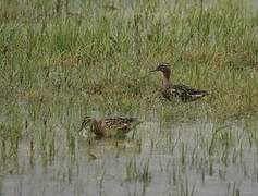 Garganey