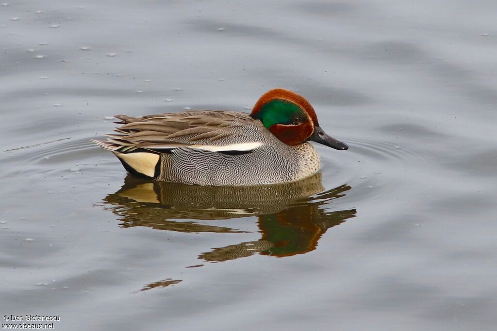 Eurasian Teal male, swimming