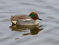 Eurasian Teal