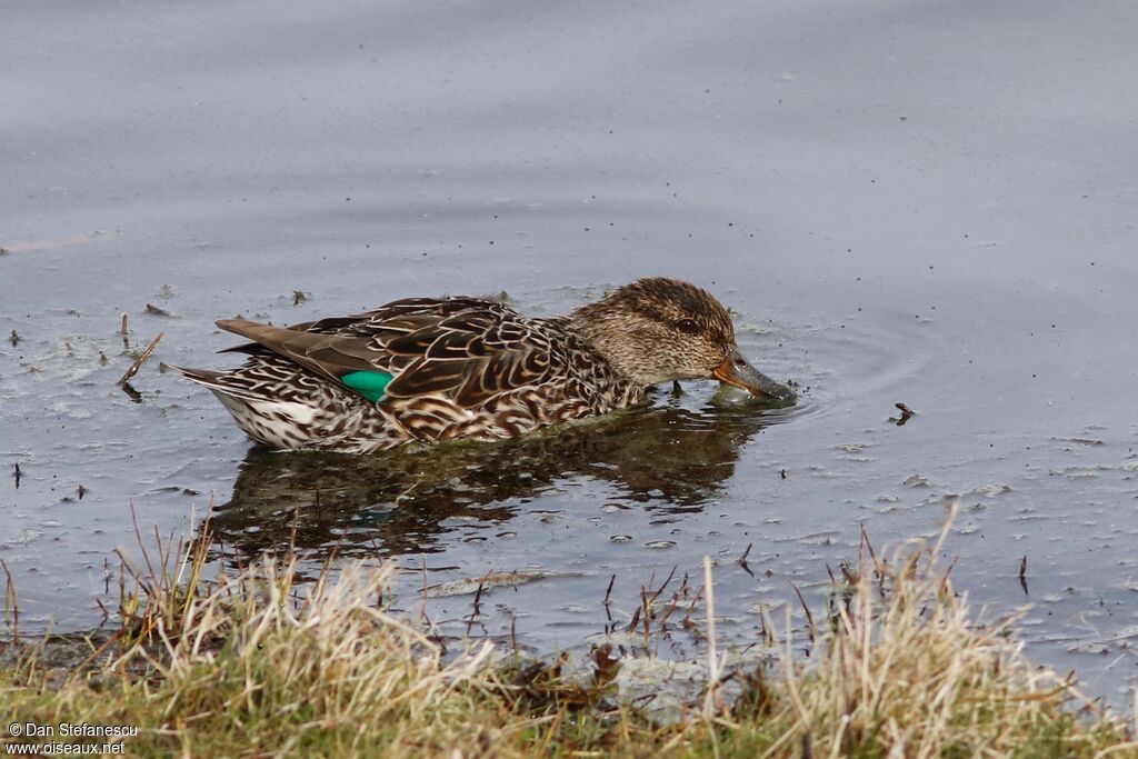 Eurasian Teal female, swimming, eats