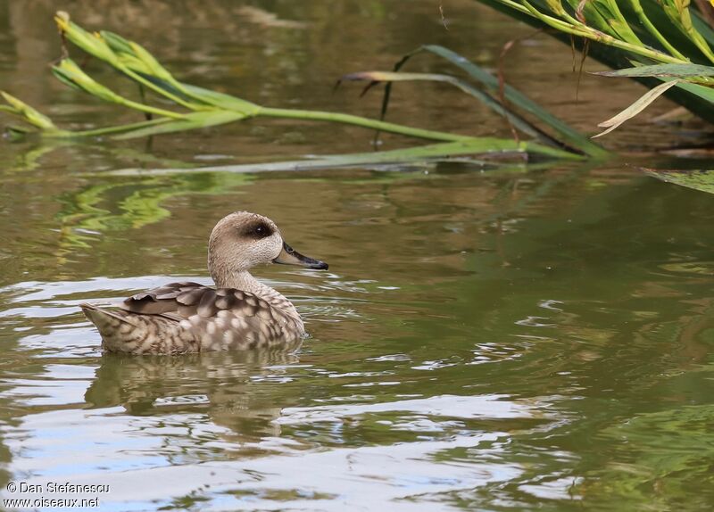 Marbled Duckadult, swimming