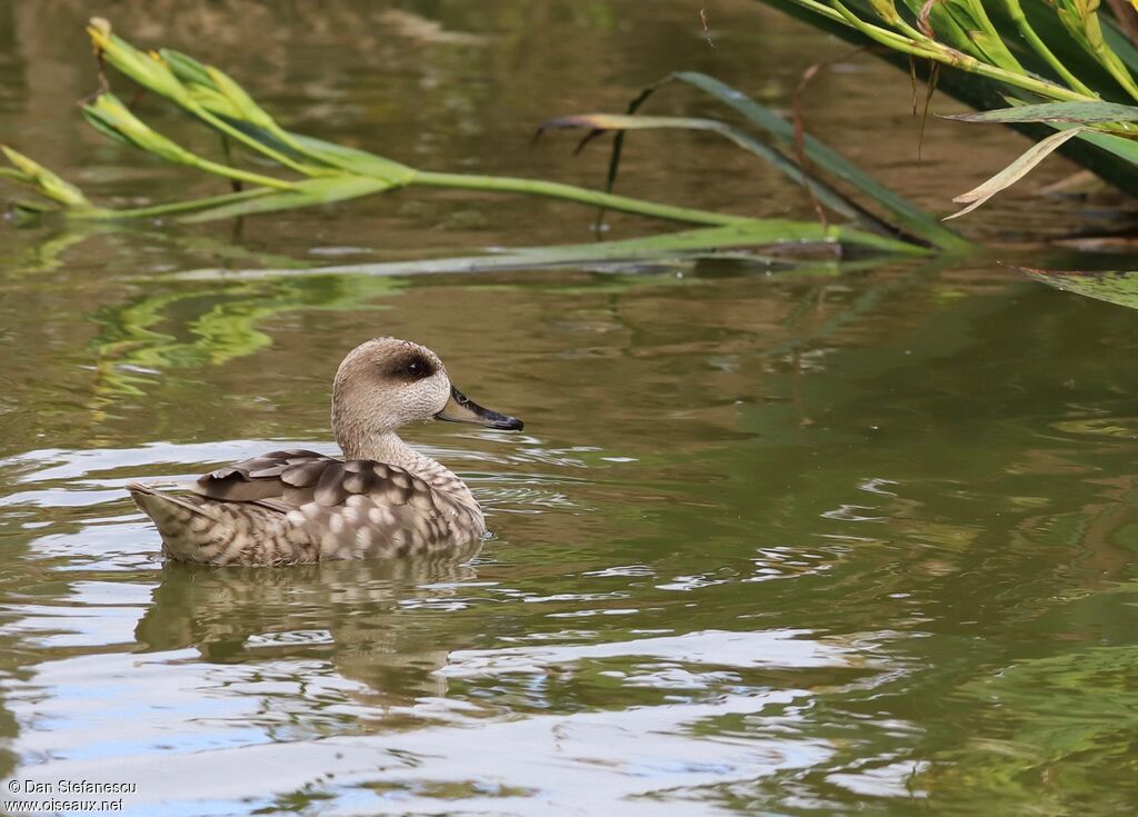 Marbled Duckadult, swimming