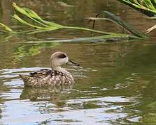 Marbled Duck