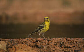 Serin cini