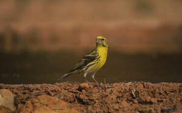 Serin cini