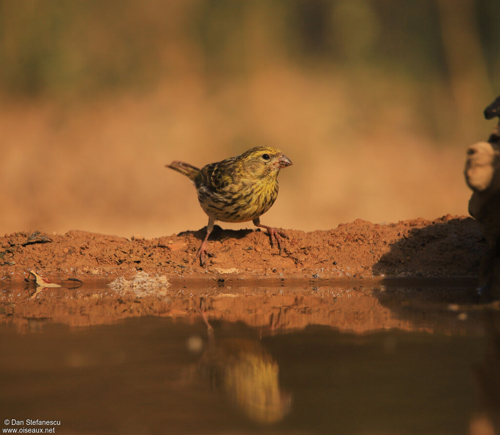 European Serin male adult