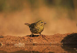 European Serin