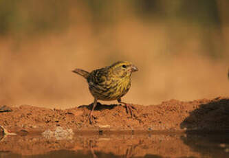 Serin cini