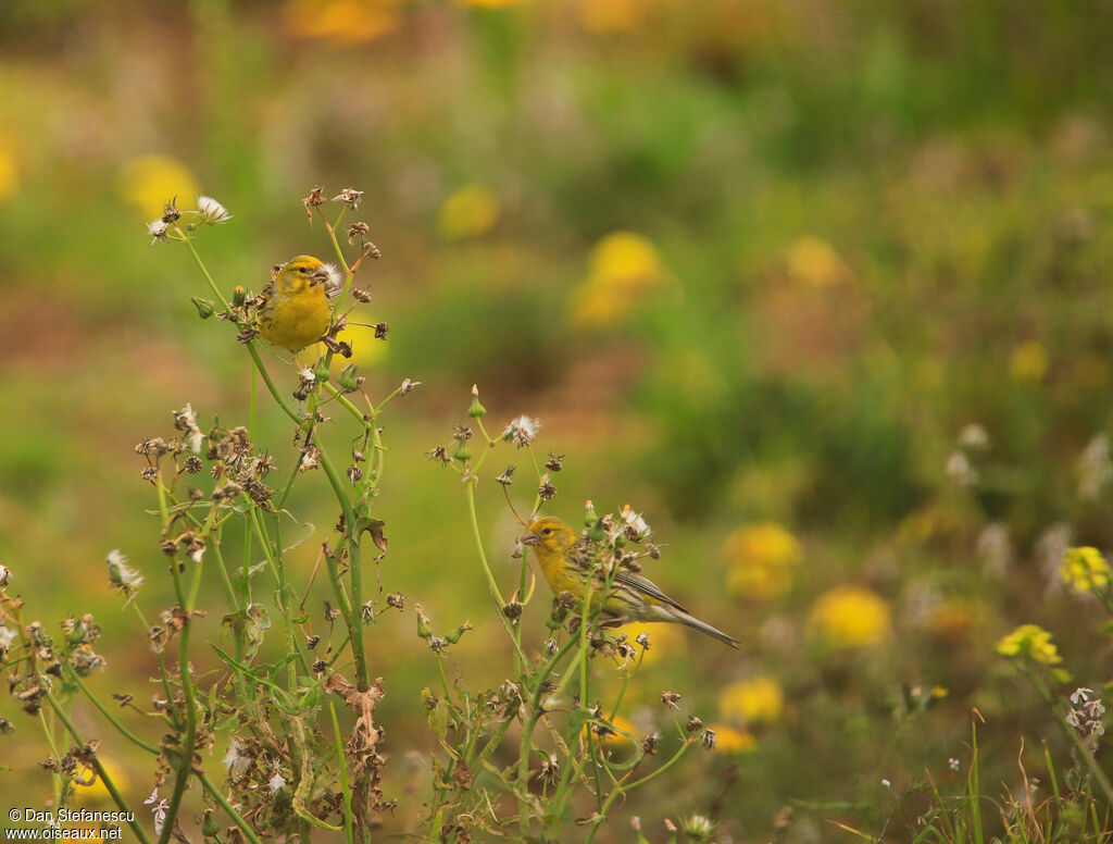 Serin des Canaries mâle adulte