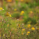 Serin des Canaries