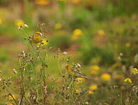 Serin des Canaries