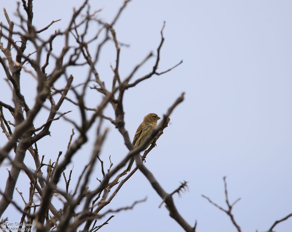 Serin des Canaries femelle adulte