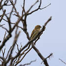 Serin des Canaries