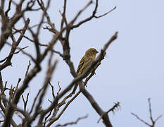 Atlantic Canary