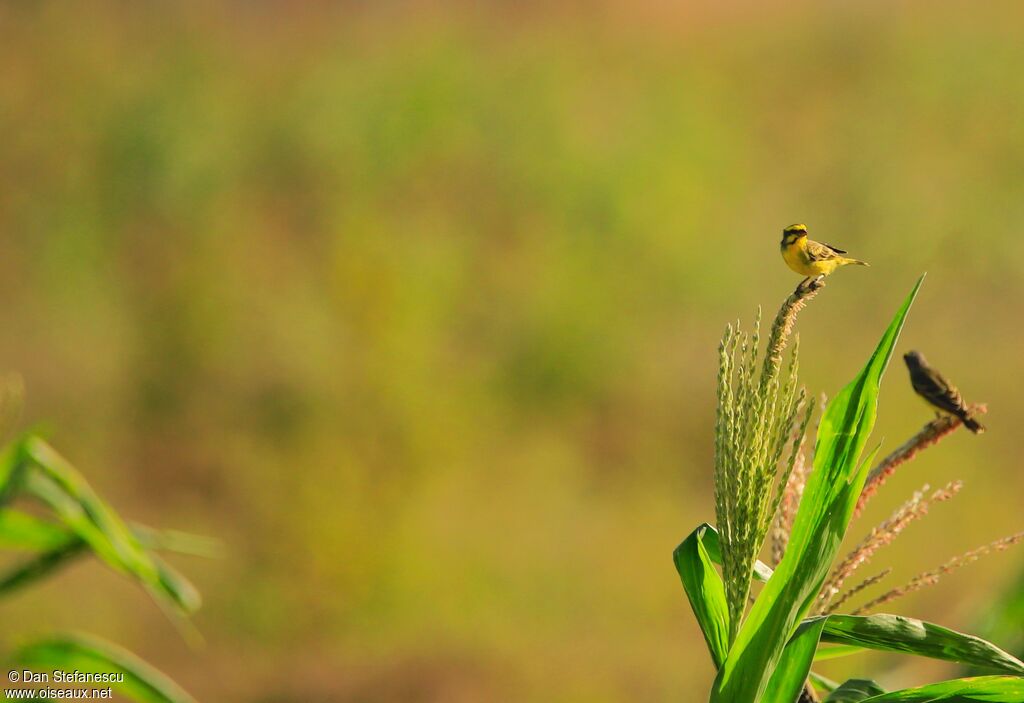 Serin du Mozambique mâle adulte