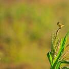 Serin du Mozambique