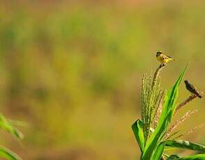 Serin du Mozambique