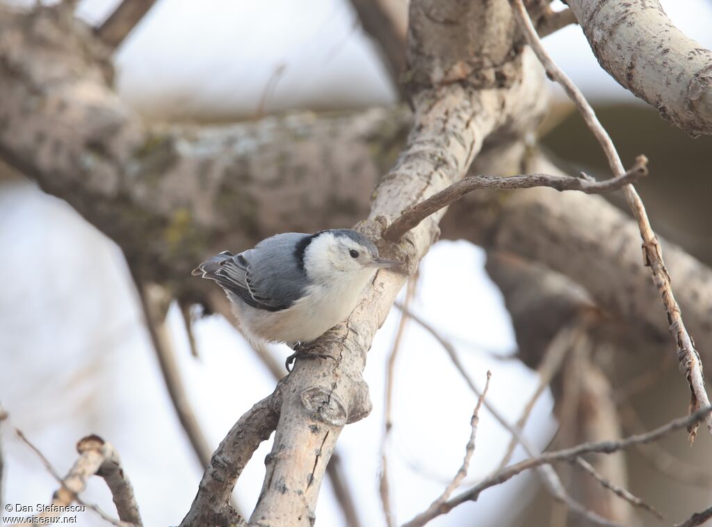 Sittelle à poitrine blanche