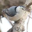 Sittelle à poitrine blanche