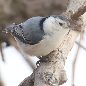 Sittelle à poitrine blanche