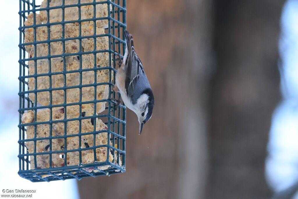 Sittelle à poitrine blanche