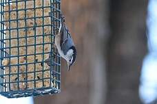 Sittelle à poitrine blanche