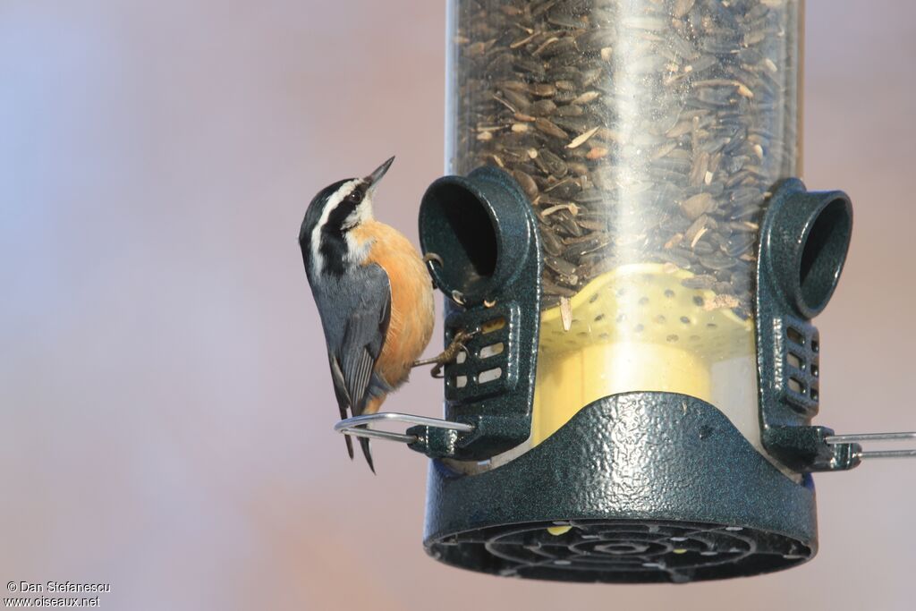 Sittelle à poitrine rousse
