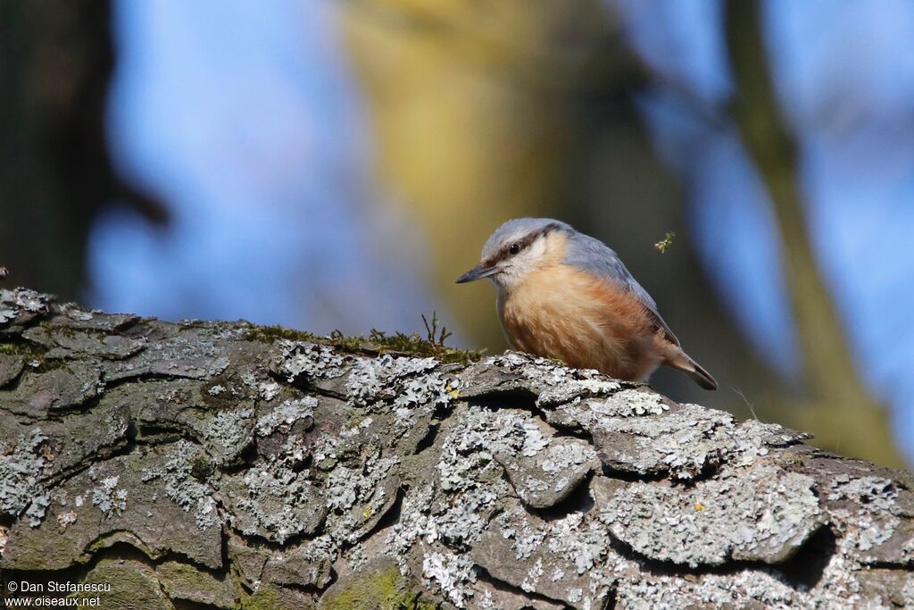 Sittelle torchepotadulte