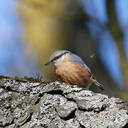 Eurasian Nuthatch