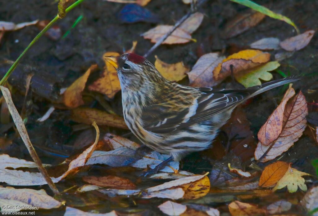 Common Redpolladult, walking