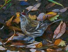 Common Redpoll