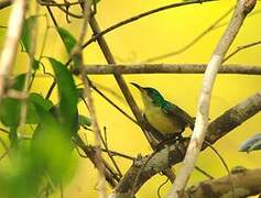 Collared Sunbird