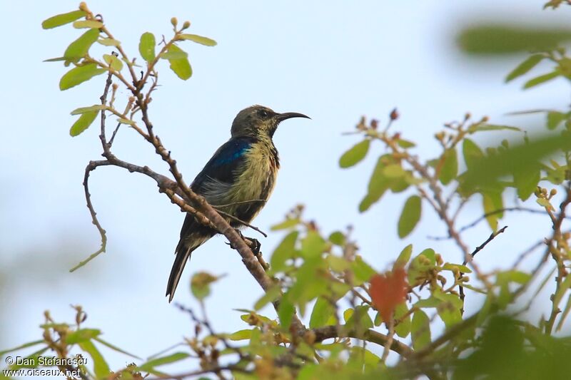 Variable Sunbird male adult