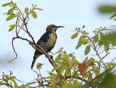 Variable Sunbird