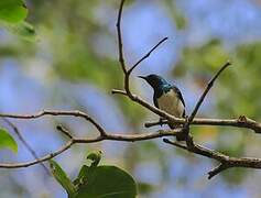 Amani Sunbird