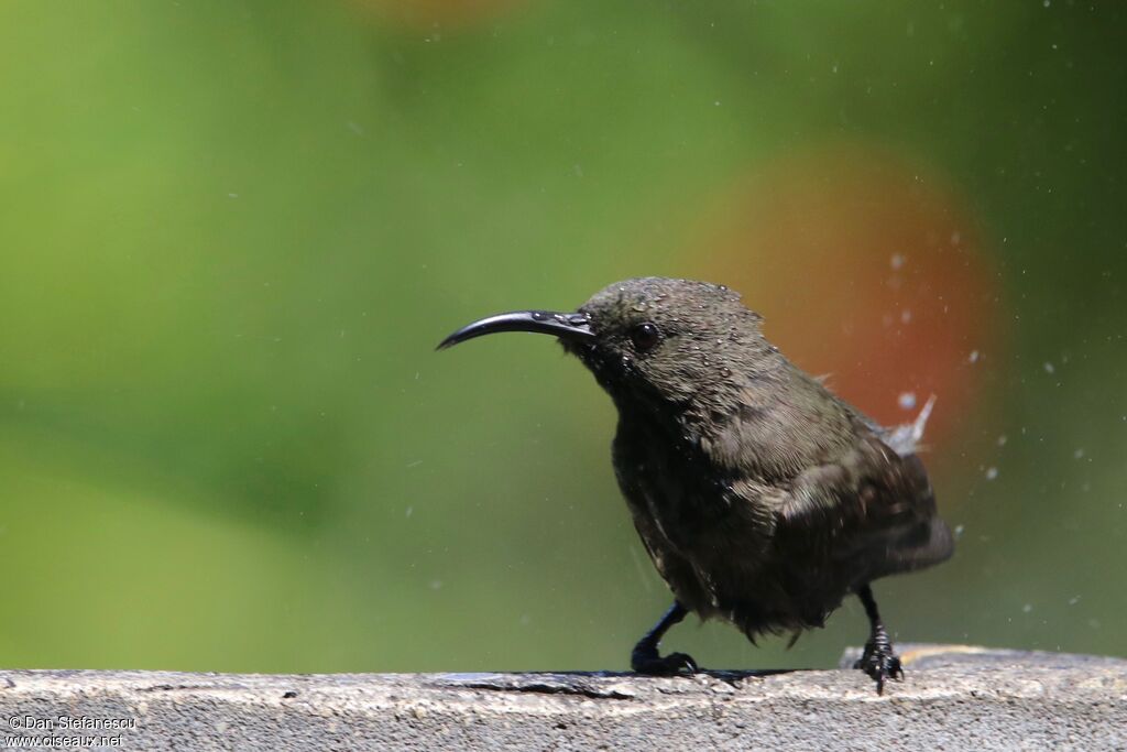 Seychelles Sunbird female adult