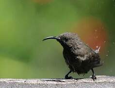 Seychelles Sunbird