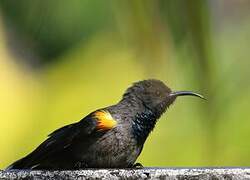 Seychelles Sunbird