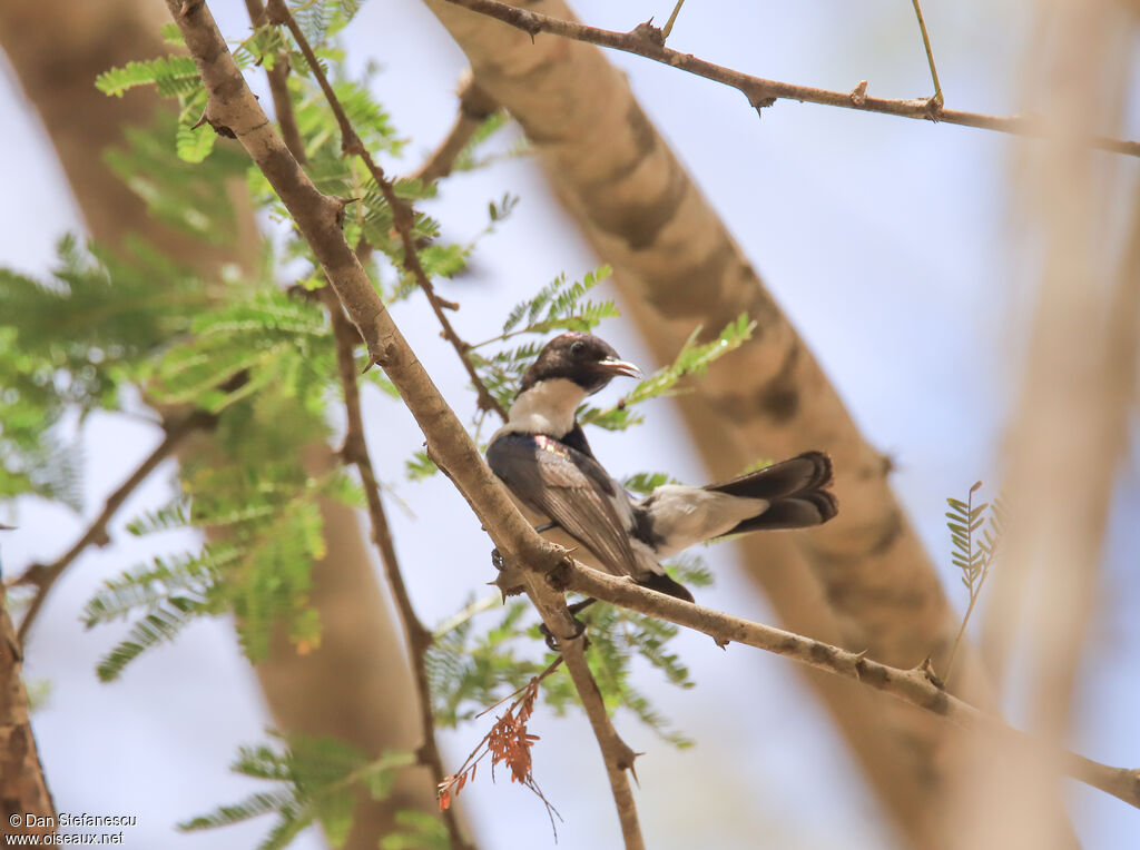 Eastern Violet-backed Sunbirdadult