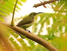 Olive Sunbird