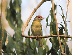 Rufous-browed Peppershrike