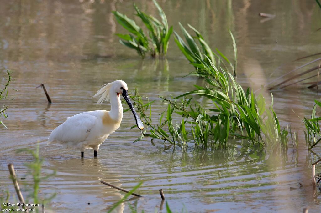 Eurasian Spoonbilladult breeding