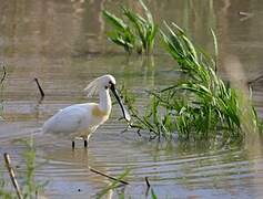 Eurasian Spoonbill