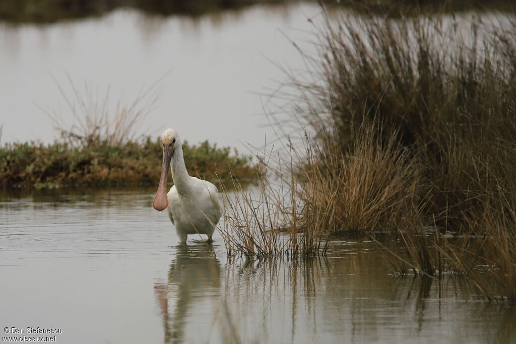 Eurasian Spoonbilljuvenile