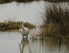 Eurasian Spoonbill