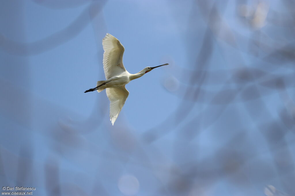 Eurasian Spoonbill, Flight