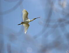 Eurasian Spoonbill